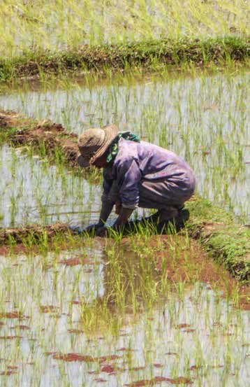 Madagascar, qui doit importer du riz, souffre encore d’un manque de productivité de son agriculture.