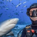 Thomas Vignaud en plongée aux Fidji avec des requins bouledogues.