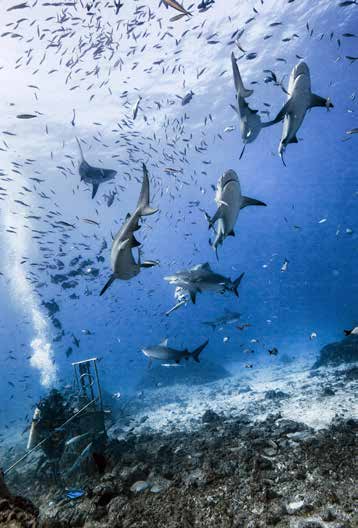 « Aux Fidji, nous avons décidé de créer quelque chose d'unique qui serait bon pour les requins, bon pour le récif, bon pour les communautés locales, totalement sûr et offrant des opportunités de recherche. »
