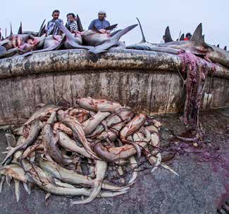 Retour de pêche à Dubaï (2011). On distingue au premier plan 45 bébés de grand requin marteau que Thomas a extraits du ventre de la mère (en haut à droite).