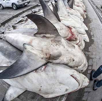 Toutes les espèces de requins sont pêchées aux Émirats Arabes Unis, vendues à des crieurs chinois le plus souvent. Certaines espèces sont rares.