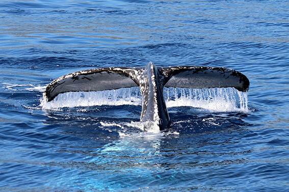 Les déjections des baleines, cachalots et autres rorquals jouent un rôle majeur dans le mécanisme qui fait des océans les principaux puits de carbone de la planète. (Photo Globice/Anna Nguyen Thai).
