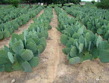 L’exploitation de ces cactus permet d’assurer un revenu pendant les périodes de sécheresse, d’améliorer la sécurité alimentaire, l’environnement et de créer de nombreuses chaînes de valeur.