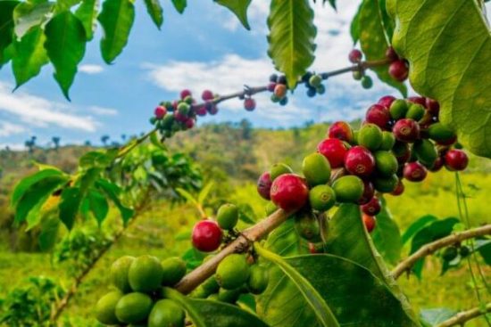 GÉOPOLITIQUE & ENTREPRISES AVEC LA REVUE « CONFLITS » : Les cours du café orientés à la hausse
