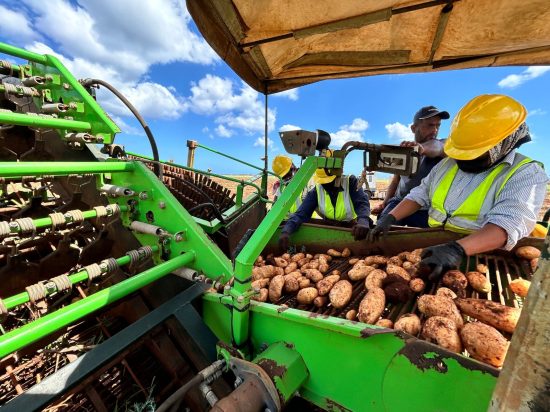 Agriculture 2.0 : Agriterra récolte 28 hectares de pommes de terre