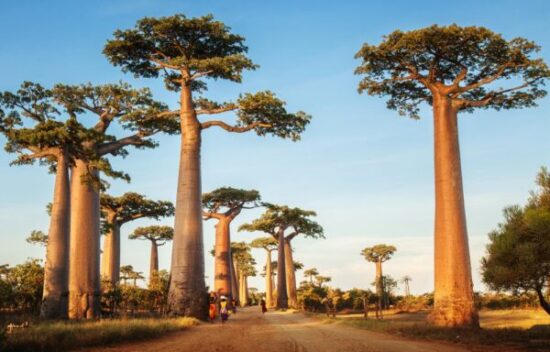 De la façade à la stratégie : l’essor de la RSE à Madagascar